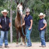 Boot Camp for Horse Program Review 